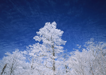 冬の樹