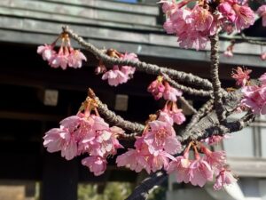 河津桜　cherry blossoms