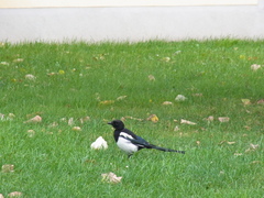 bird in a park