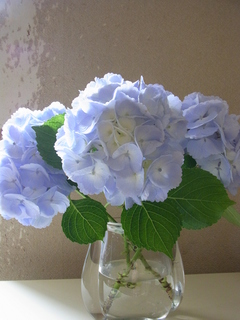 花瓶の紫陽花