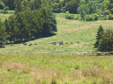 a meadow